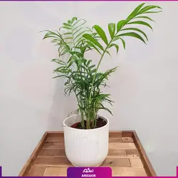 گلدان رومیزی گیاه شامادورا