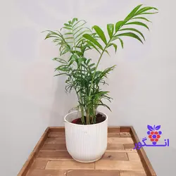 گلدان رومیزی گیاه شامادورا