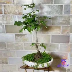 درختچه مینیاتوری بلوط مازو