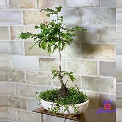 درختچه مینیاتوری بلوط مازو