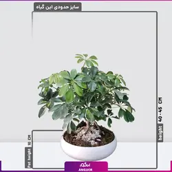 گیاه آپارتمانی شفلرا میناتوری