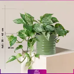 پتوس برگ پهن ابلق (طلایی)