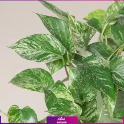 پتوس برگ پهن ابلق (طلایی)