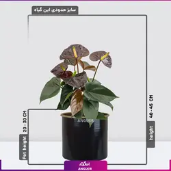 خرید گیاه آپارتمانی آنتوریوم مشکی (بلک) | انگور مرکز گل و گیاه در ایران