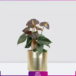 خرید گیاه آپارتمانی آنتوریوم مشکی (بلک) | انگور مرکز گل و گیاه در ایران