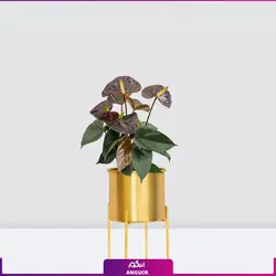 خرید گیاه آپارتمانی آنتوریوم مشکی (بلک) | انگور مرکز گل و گیاه در ایران