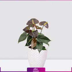 خرید گیاه آپارتمانی آنتوریوم مشکی (بلک) | انگور مرکز گل و گیاه در ایران