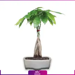 بونسای پورتولاکاریا دفرمه (کراسولا خرفه)