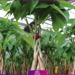 بونسای پورتولاکاریا دفرمه (کراسولا خرفه)
