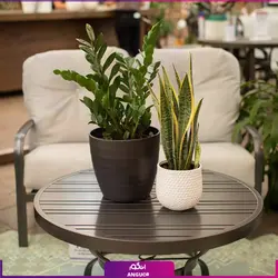 ست گلدان دوتایی سانسوریا و زاموفیلیا