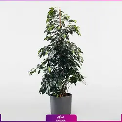 خرید گلدان فیکوس بنجامین (ficus benjamina)| انگور مرکز گل و گیاه در ایران