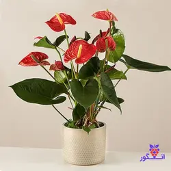گلدان آنتوریوم (ارسال به بلژیک)