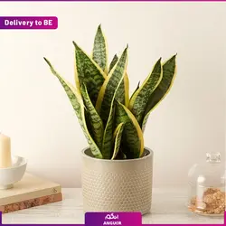 گلدان ارکیده (ارسال به بلژیک)