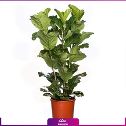 فیکوس آفریقایی لیراتا سایز متوسط سه شاخه  (120- 130 سانتی)