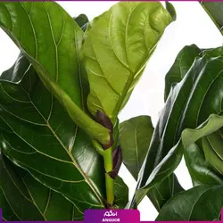 فیکوس آفریقایی لیراتا سایز متوسط سه شاخه  (120- 130 سانتی)