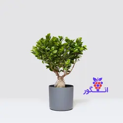 گلدان فیکوس جنسینگ (Ficus ginseng)