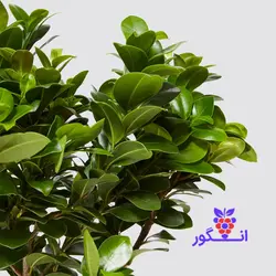 گلدان فیکوس جنسینگ (Ficus ginseng)