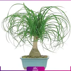 خرید اینترنتی گلدان بونسای لیندا Ponytail Palm | انگور مرکز خرید گل و گیاه