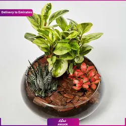 تراریوم (ارسال به دبی و امارات) | انگور