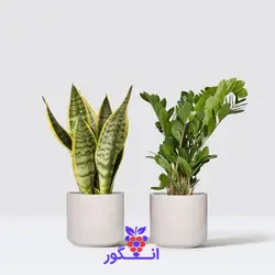 ست گلدان دو تایی (زاموفیلیا، سانسوریا)