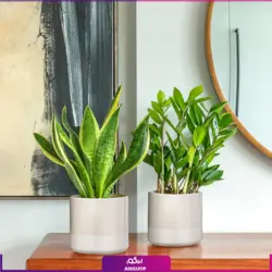 ست گلدان دو تایی (زاموفیلیا، سانسوریا)