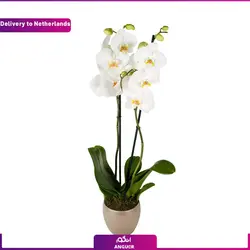 ارکیده سفید (ارسال گل به هلند) | انگور