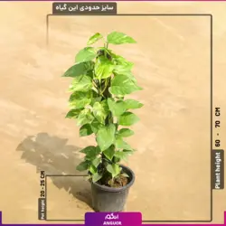 ست گلدان چهار تایی (سرخس ، پوتوس ،گندمی ،پرسیاوشان )