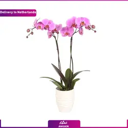 ارکیده بنفش (ارسال گل به هلند) | انگور