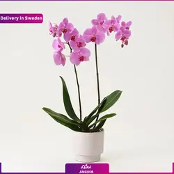 باکس هدیه (ارسال هدیه به سوئد ) | انگور