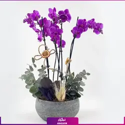 گل گلدانی ارکیده صورتی 6 شاخه ای