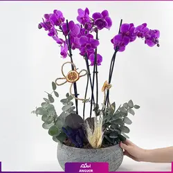 گل گلدانی ارکیده صورتی 6 شاخه ای