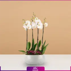 گل گلدانی ارکیده نارنجی