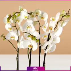 گل گلدانی ارکیده نارنجی