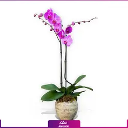 خرید اینترنتی گل گلدانی ارکیده بنفش و سفید پروانه ای