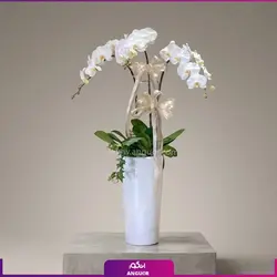 سبد ارکیده خاص و لاکچری