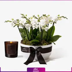 سبد ارکیده خاص و لاکچری