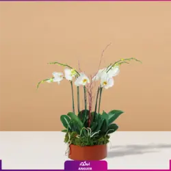 گلدان ارکیده