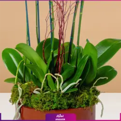 گلدان ارکیده