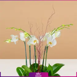 گلدان ارکیده