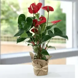 گیاه گلدانی Anthurium (دبی و امارات) | انگور