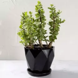 گیاه گلدانی یشم (ارسال گل به دبی)