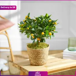 گلدان نخل اریکا (ارسال گل به انگلستان) | انگور