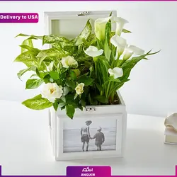 گیاه Fuchsia Favorite Bulb Garden (ارسال گل به امریکا) | انگور
