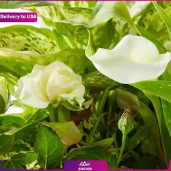 گیاه Fuchsia Favorite Bulb Garden (ارسال گل به امریکا) | انگور