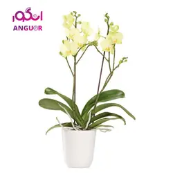 گلدان ارکیده (ارسال گل به ایتالیا ) | انگور