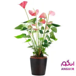 گلدان آنتوریوم (ارسال گل به ایتالیا ) | انگور