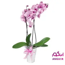 ارکیده صورتی (ارسال گل به ایتالیا ) | انگور