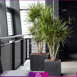 گل آپارتمانی دراسنا قرمز (گل و گیاه آپارتمانی) | انگور