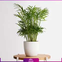 نخل گلدانی شامادورا (گل و گیاه آپارتمانی)