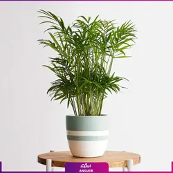 نخل گلدانی شامادورا (گل و گیاه آپارتمانی)